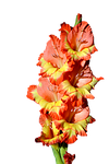 gladiolus, gladidus, butterfly greenhouse