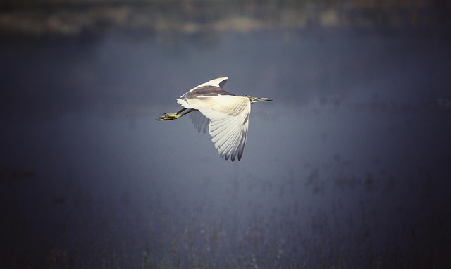 Vogel, Natur, Tierwelt, Fliegend