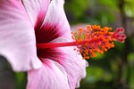 hibiscus, flower, blossom