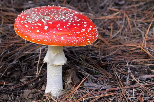 Agaric Zburător, Ciuperci, Eu, Bane