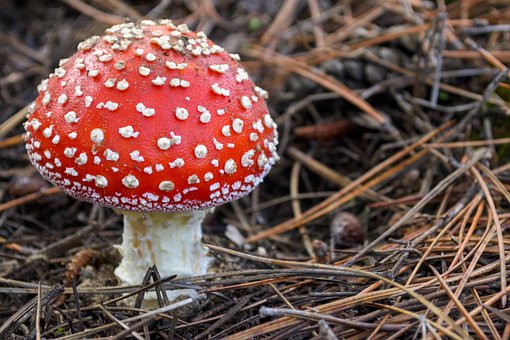 Agaric Zburător, Ciuperci, Eu, Bane