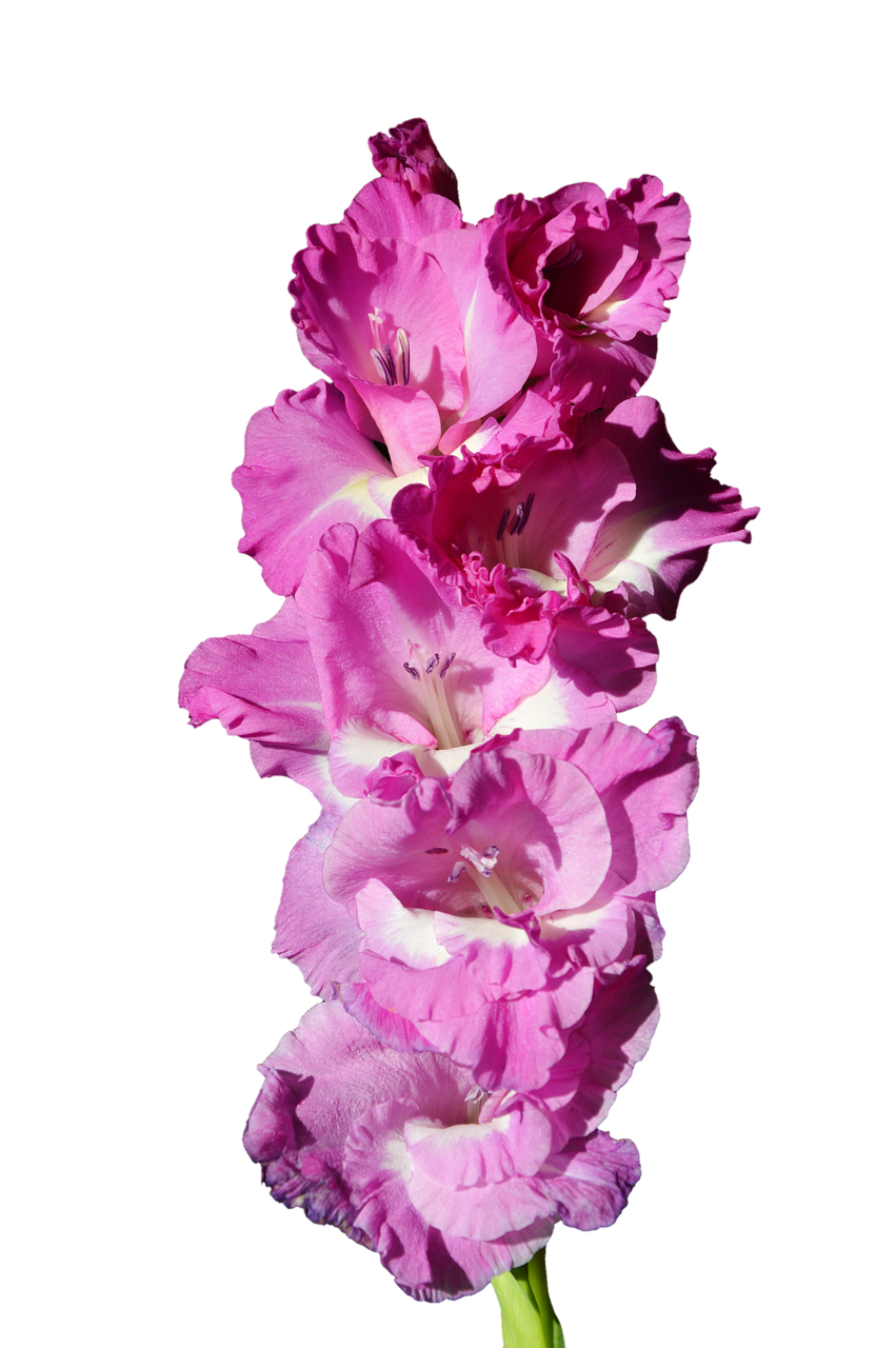 Gladiolus Gladidus Butterfly - Free photo on Pixabay