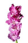 gladiolus, gladidus, butterfly greenhouse