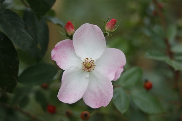 Free Flower Nature photo and picture