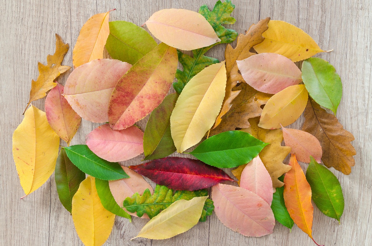 Autumn - free online jigsaw puzzle photo