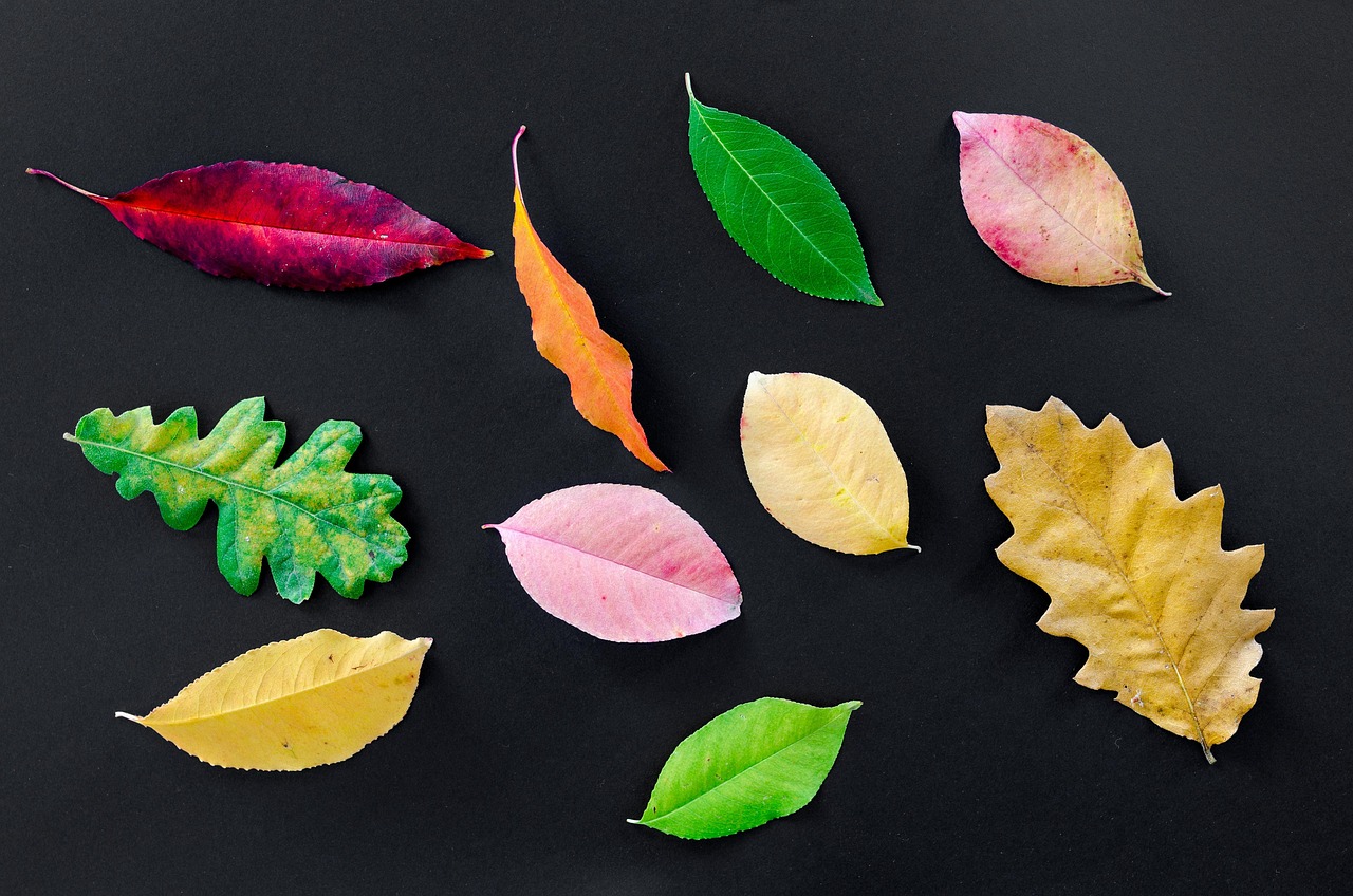 Autumn - free online jigsaw puzzle photo