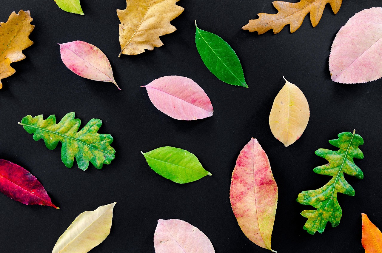 Autumn - free online jigsaw puzzle photo