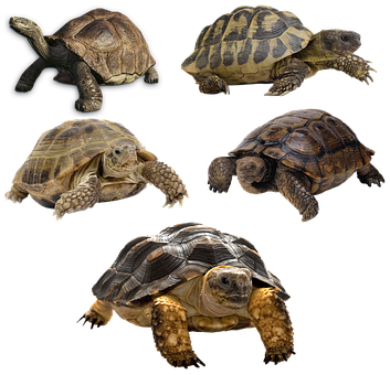 Turtle, Isolated, Tortoise, Panzer