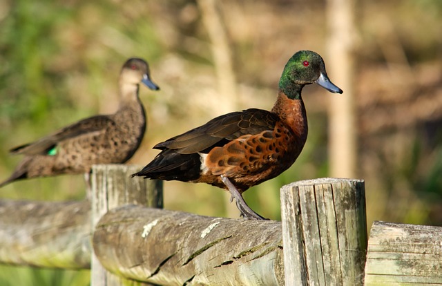 Free Duck Fence photo and picture