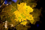 maple, leaf, maple leaves