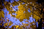 maple, leaf, maple leaves
