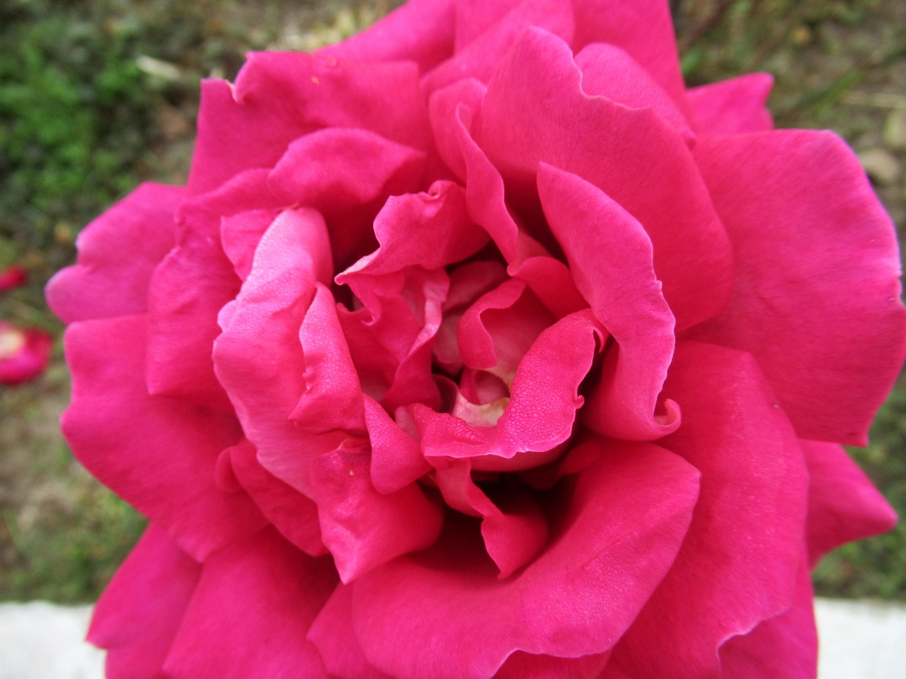 Rose Open - Free photo on Pixabay - Pixabay