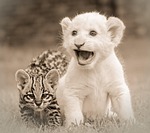 friends, friendship, lion cub