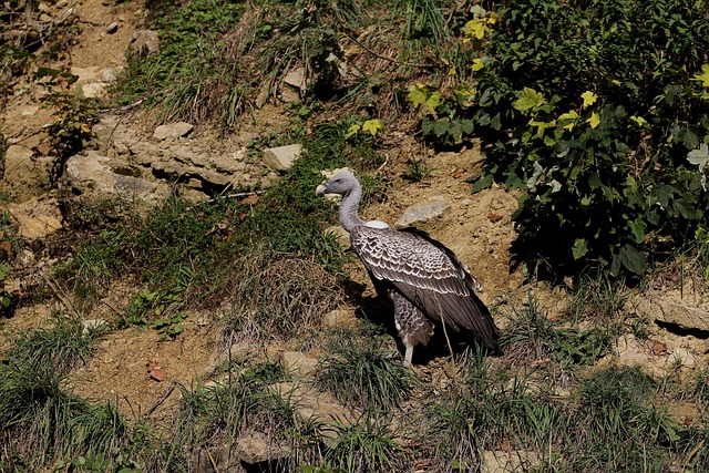 Geier, Sperbergeier, Greifvogel