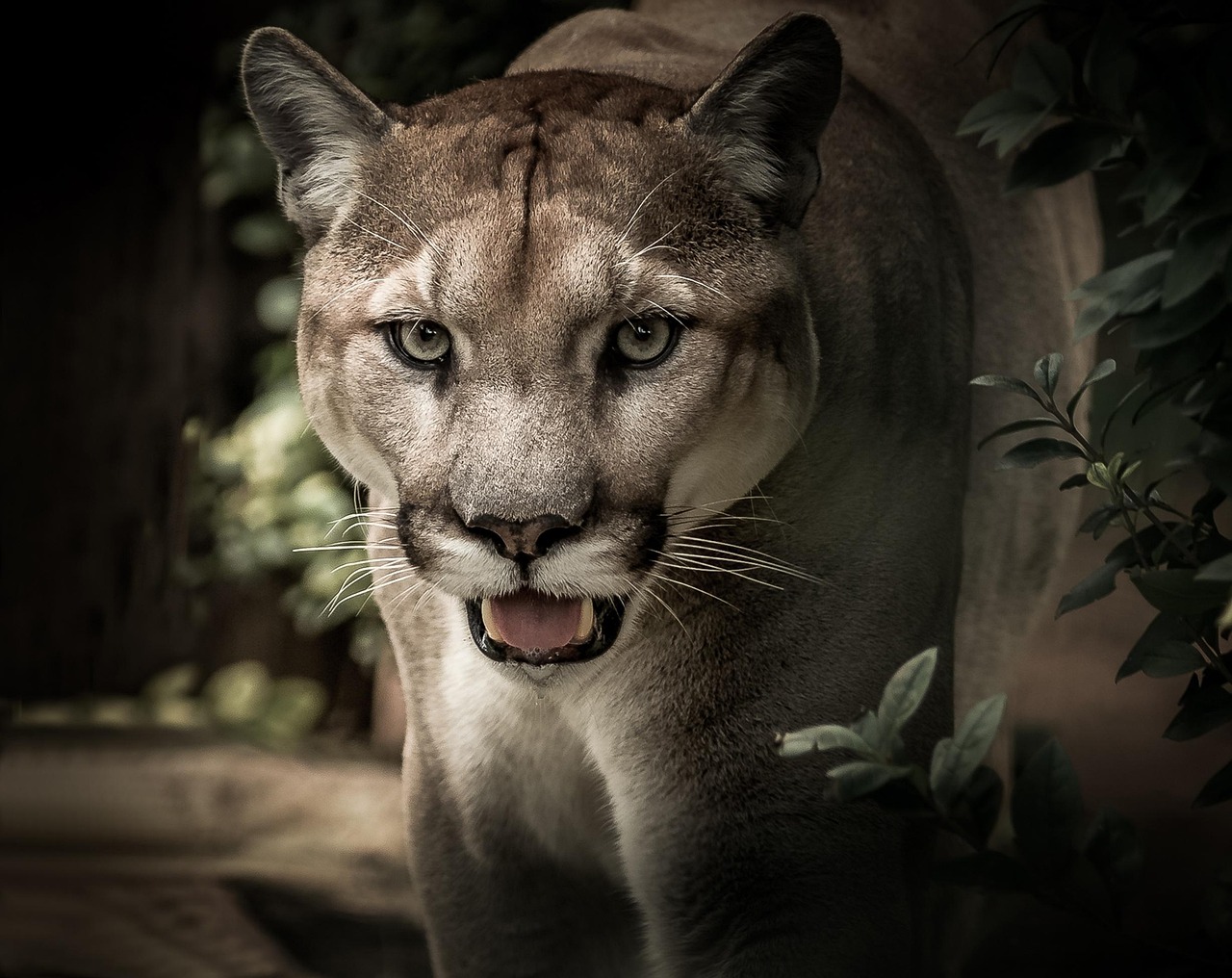 90 000 Sfondi Puma Animale E Puma Immagini Gratis Pixabay