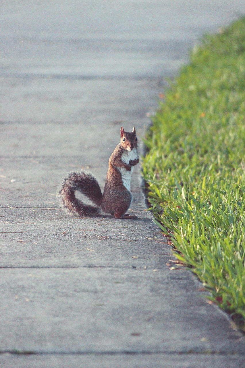 Nps Rabbit Rabbit Park Outdoor - Free photo on Pixabay - Pixabay