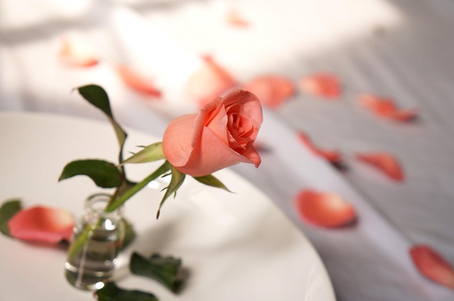 Natur, Rosenblomst, Rose, Elsker