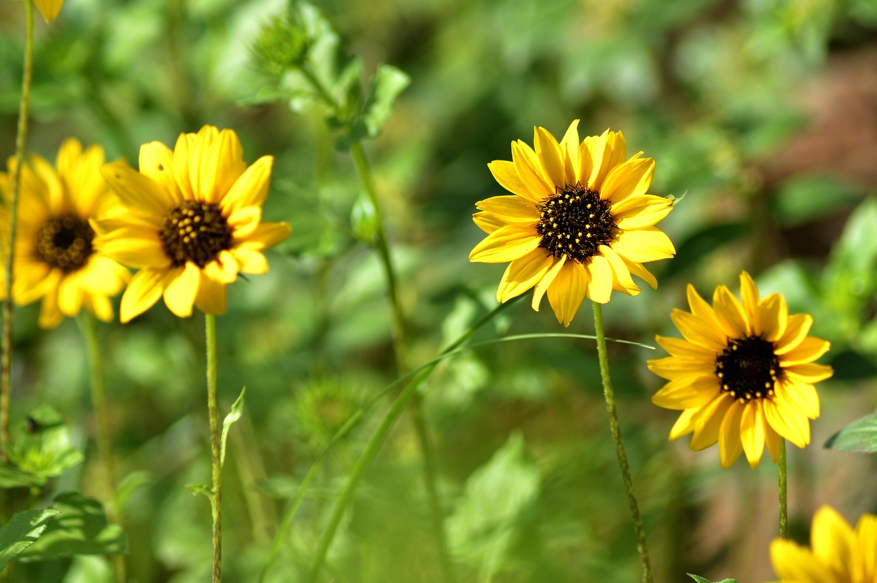 Sunflower Yellow Garden Free photo on Pixabay Pixabay