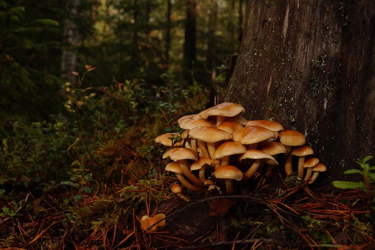 Skov, Natur, Træer, Svampe, Efterår