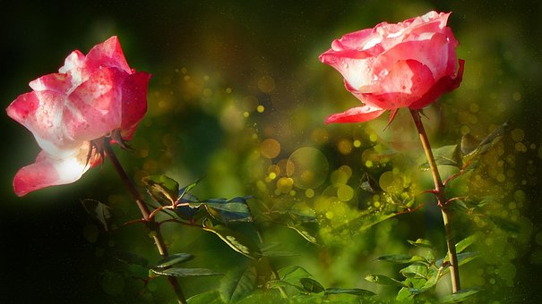 Free Roses Flower Wallpaper photo and picture