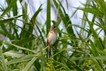 animal, grass, green