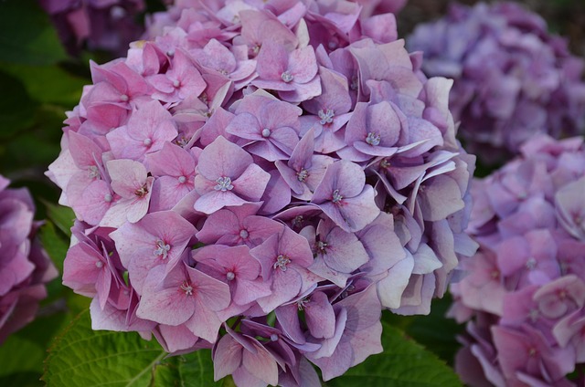 Blomster, Lilla, Blomstre