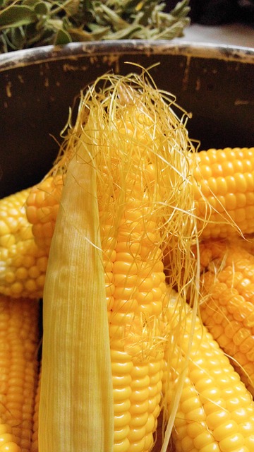 Free Corn Hazelnut photo and picture