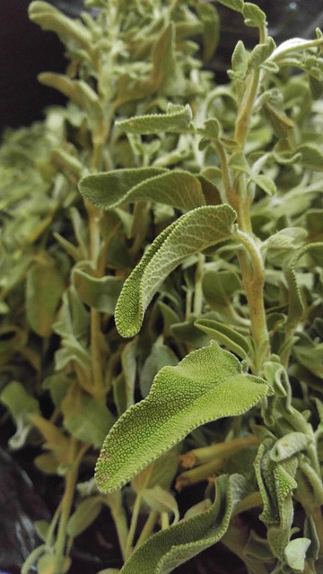 Free Flora Medicine photo and picture