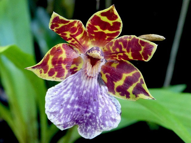 Orchidee, Blume, Insel La Réunion, Natur
