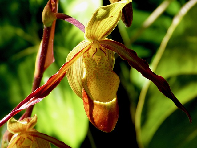 Orchidee, Blume, Insel La Réunion, Natur