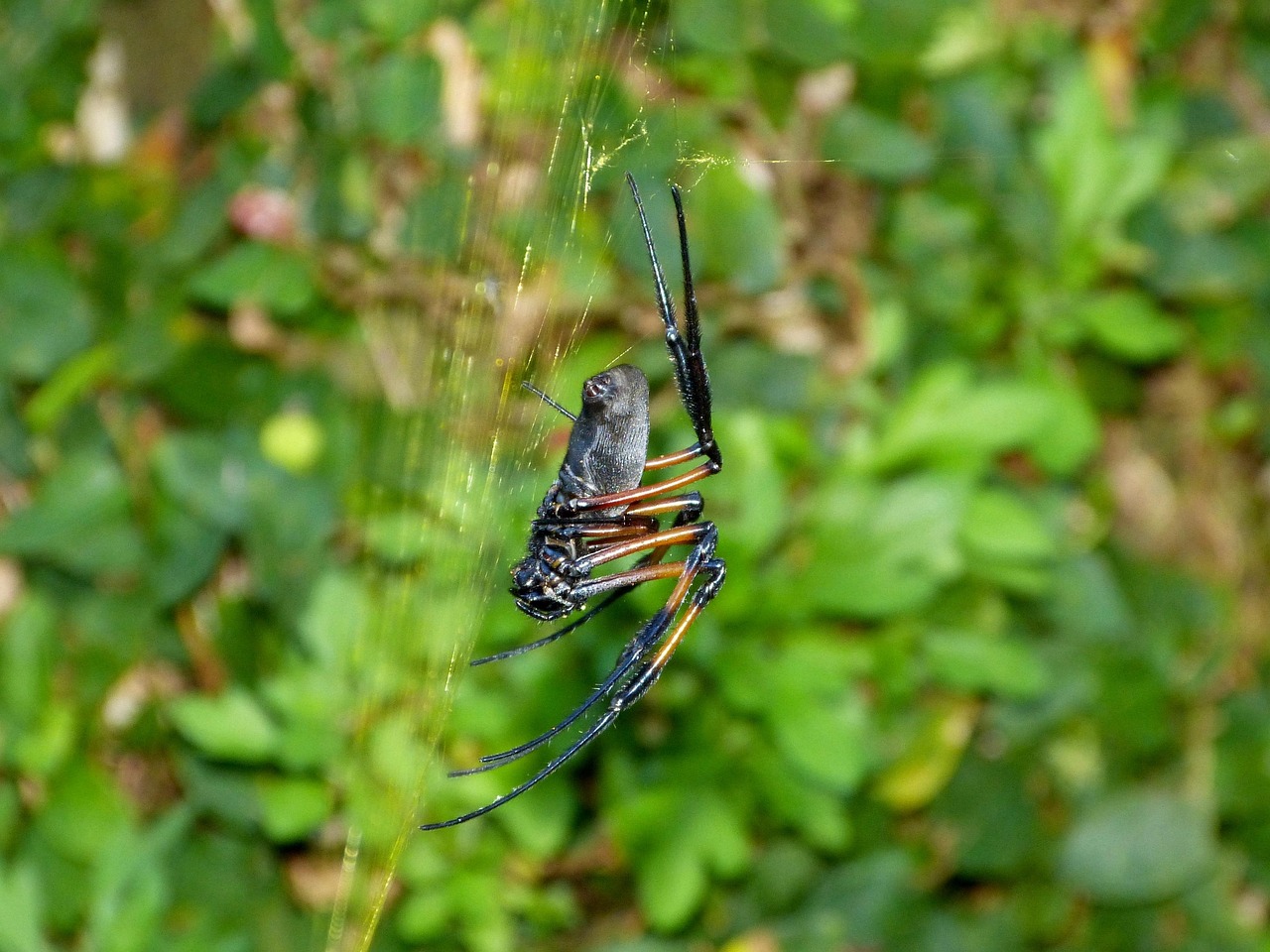 Spider Web Insect - Free photo on Pixabay
