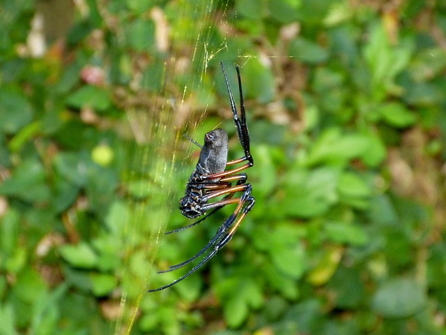 Spinne, Spinnennetz, Insekt, Natur