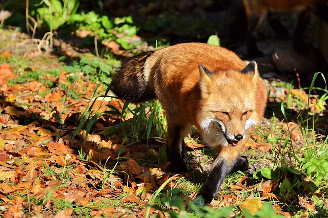 Free Fox Red Fox photo and picture