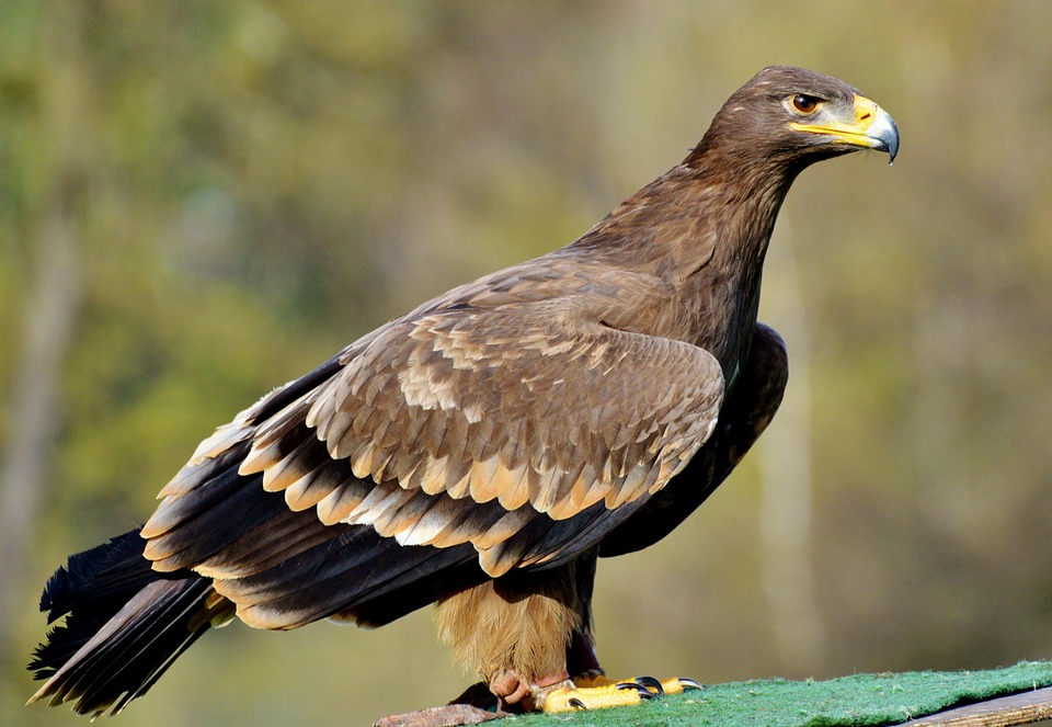 brown eagle images pixabay download free pictures