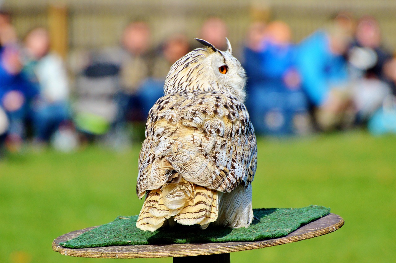 https://cdn.pixabay.com/photo/2017/10/31/16/24/barn-owl-2905707_1280.jpg