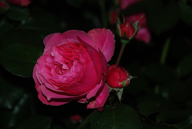 Rose, Rosenblomst, Mørkt, Aften