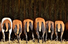 Image Result For Black Sheep Coffee Free Il Ration Sheep Lamb Sketch Drawing Free Image On Pixabay sheep 2906231 180 Black Sheep Coffee Free Illustration Sheep Lamb Sketch Drawing Free Image On Pixabay
