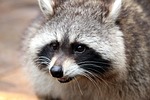 raccoon, bear, nature