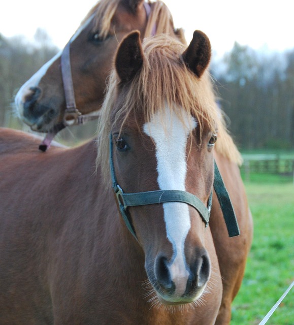 Free Animals Horses photo and picture