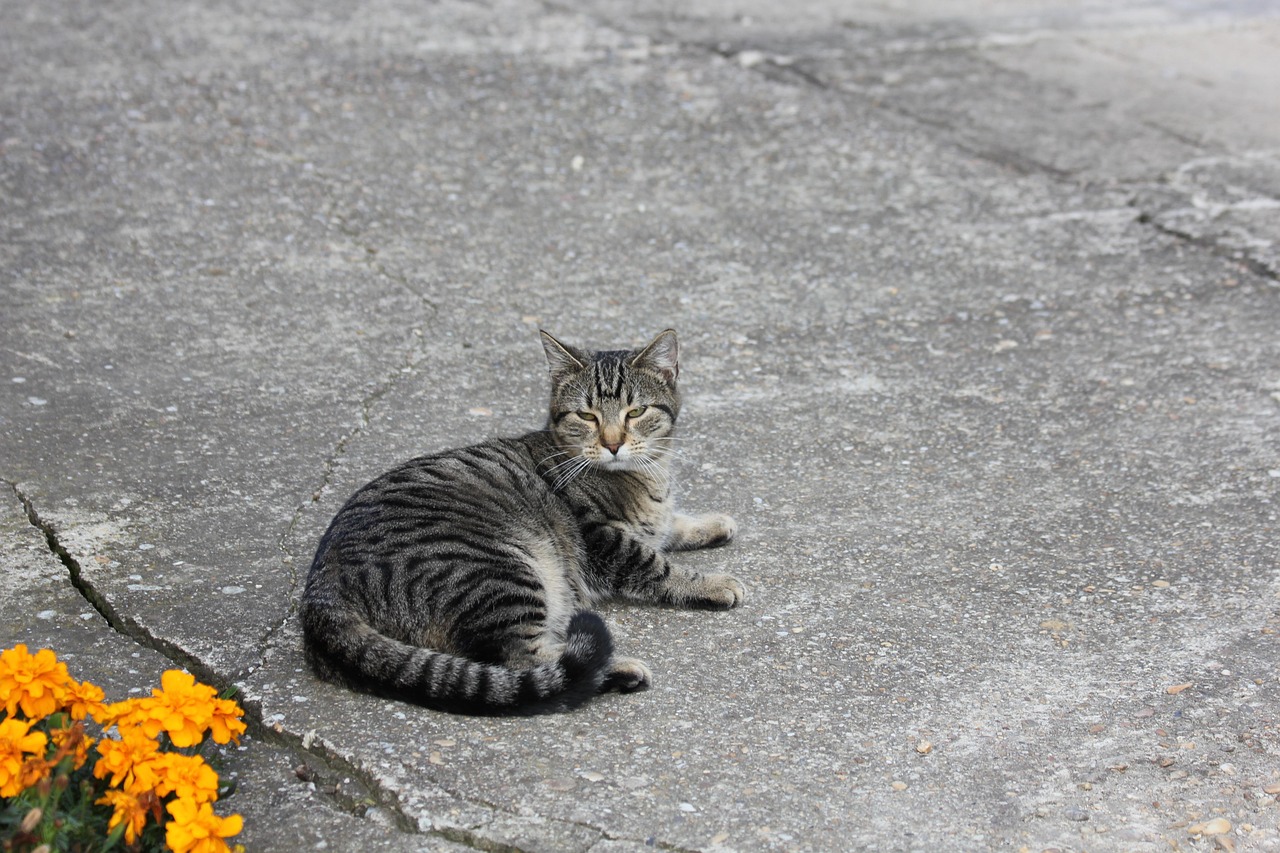 Cat Rest Kitten Domestic - Free photo on Pixabay - Pixabay