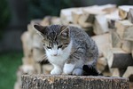 kitten, crampon, tomcat