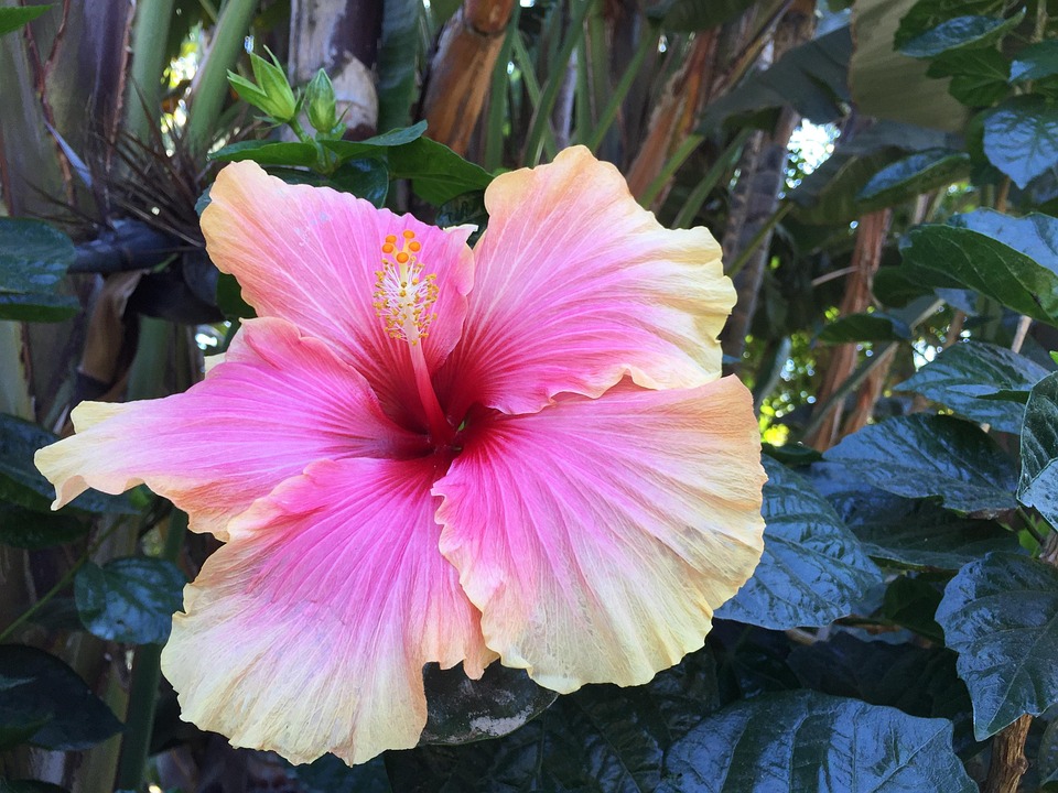 Hibiscus Flower Nature · Free photo on Pixabay