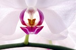 flower, orchid, blossom