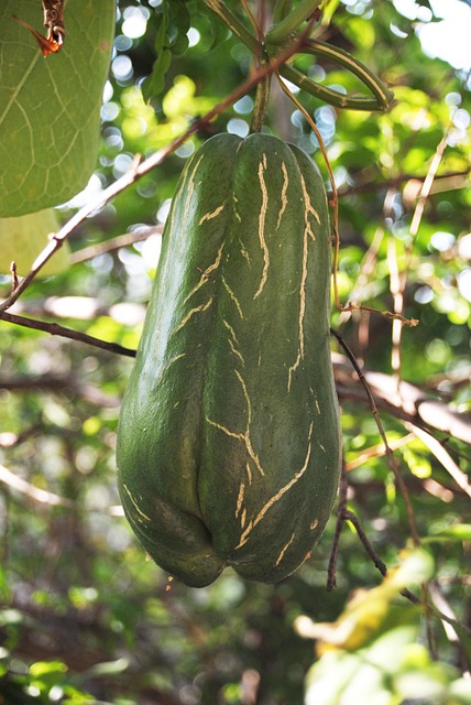 Squash, Frugt, Plante