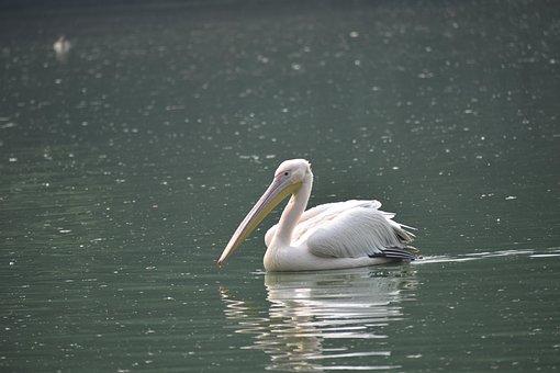 Golden Swan, Cisne, Dourado, Pássaro