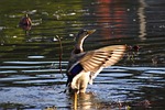 animal, pond, waterside
