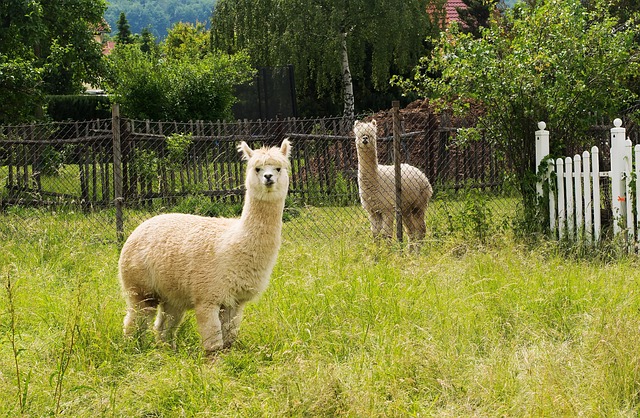 alpaca, light fur, nature, curious, alpaca, alpaca, alpaca, alpaca, alpaca
