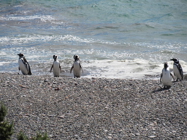 Pinguin, Magellan, Natur, Patagonia