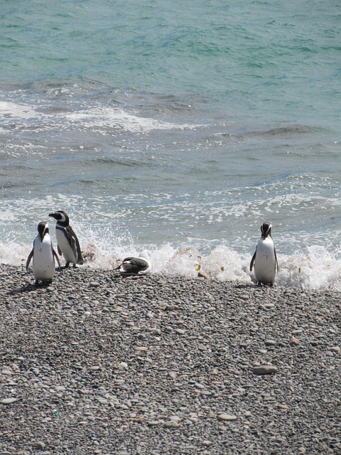 Punta Tombo, Pinguin, Magellan, Tourist