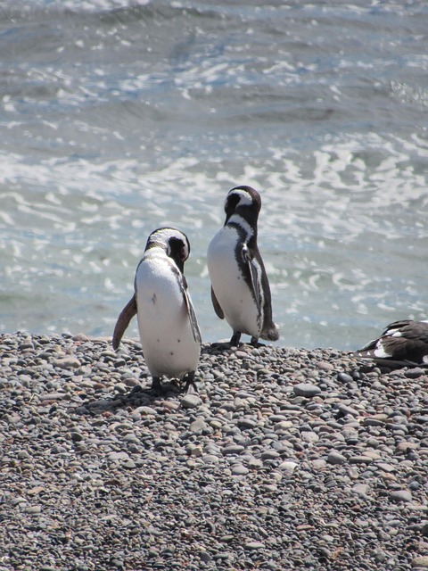 Pinguin, Magellan, Natur, Patagonia